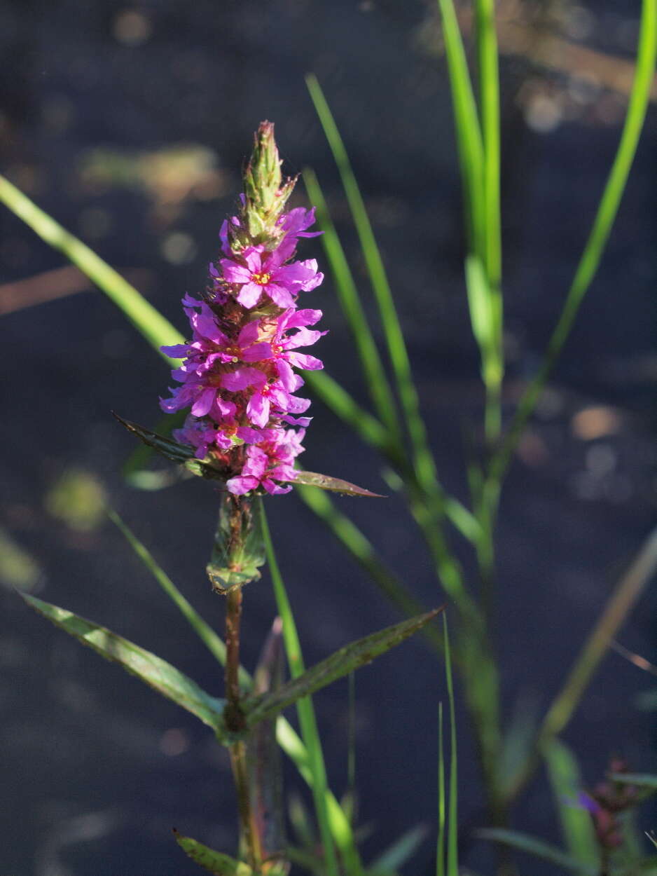 Image of loosestrife