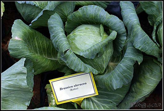 Image of cabbage