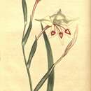 Image of Gladiolus angustus L.