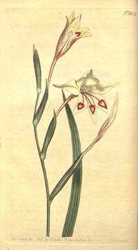Image of Gladiolus angustus L.