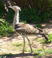 Image of Kori Bustard