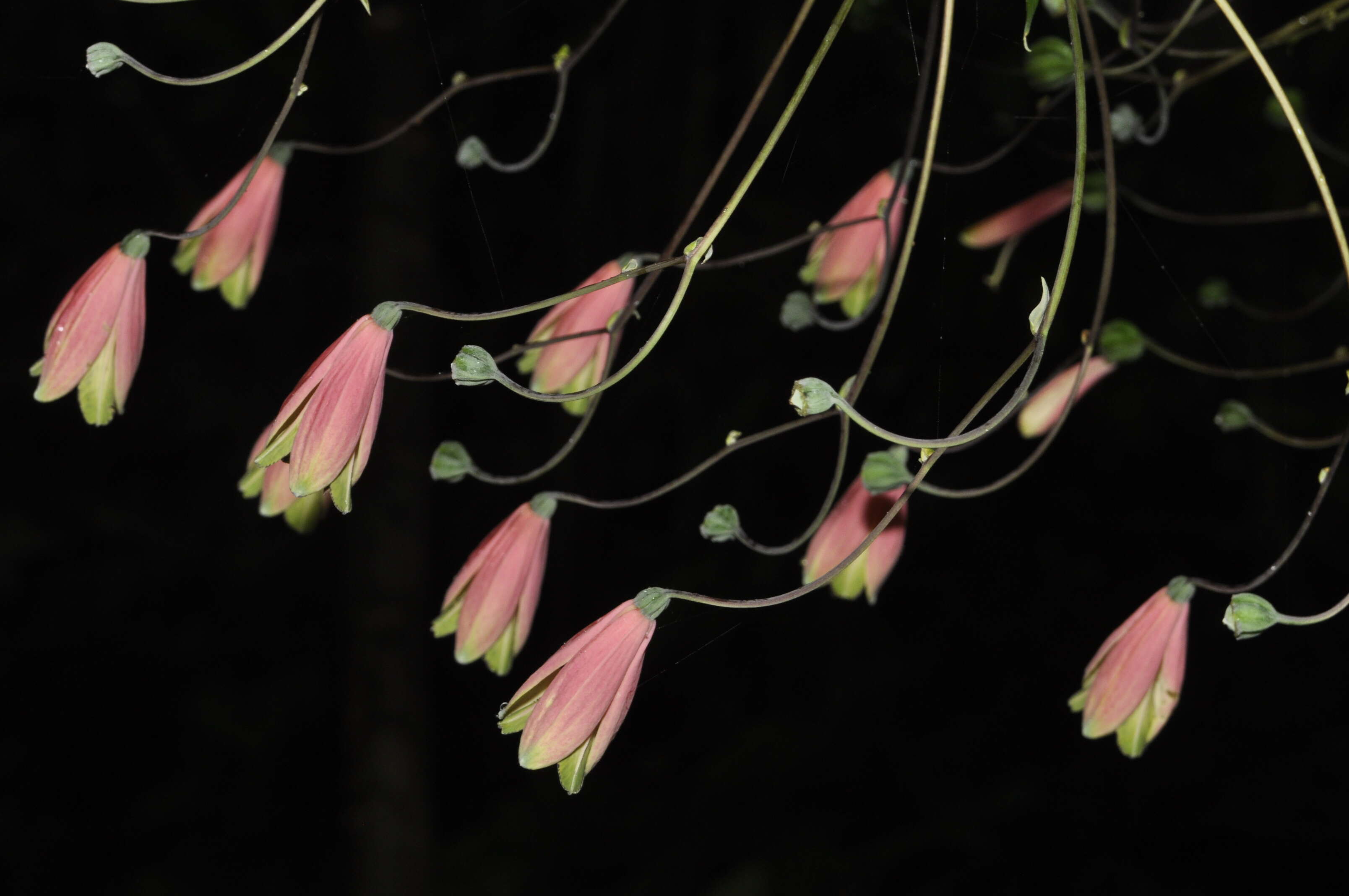 Image of Bomarea edulis (Tussac) Herb.