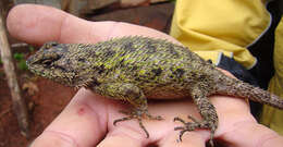 Image of Green Spiny Lizard