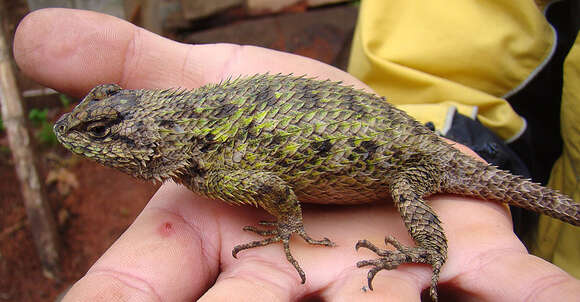 Image of Duges' Spiny Lizard