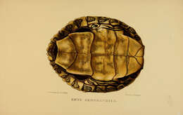 Image of Map Turtles