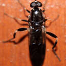 Image of Blue soldier fly