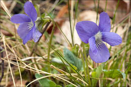 Image of teesdale violet