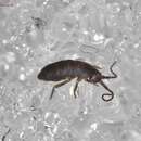 Image of Springtail