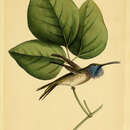 Image of Lucifer Hummingbird