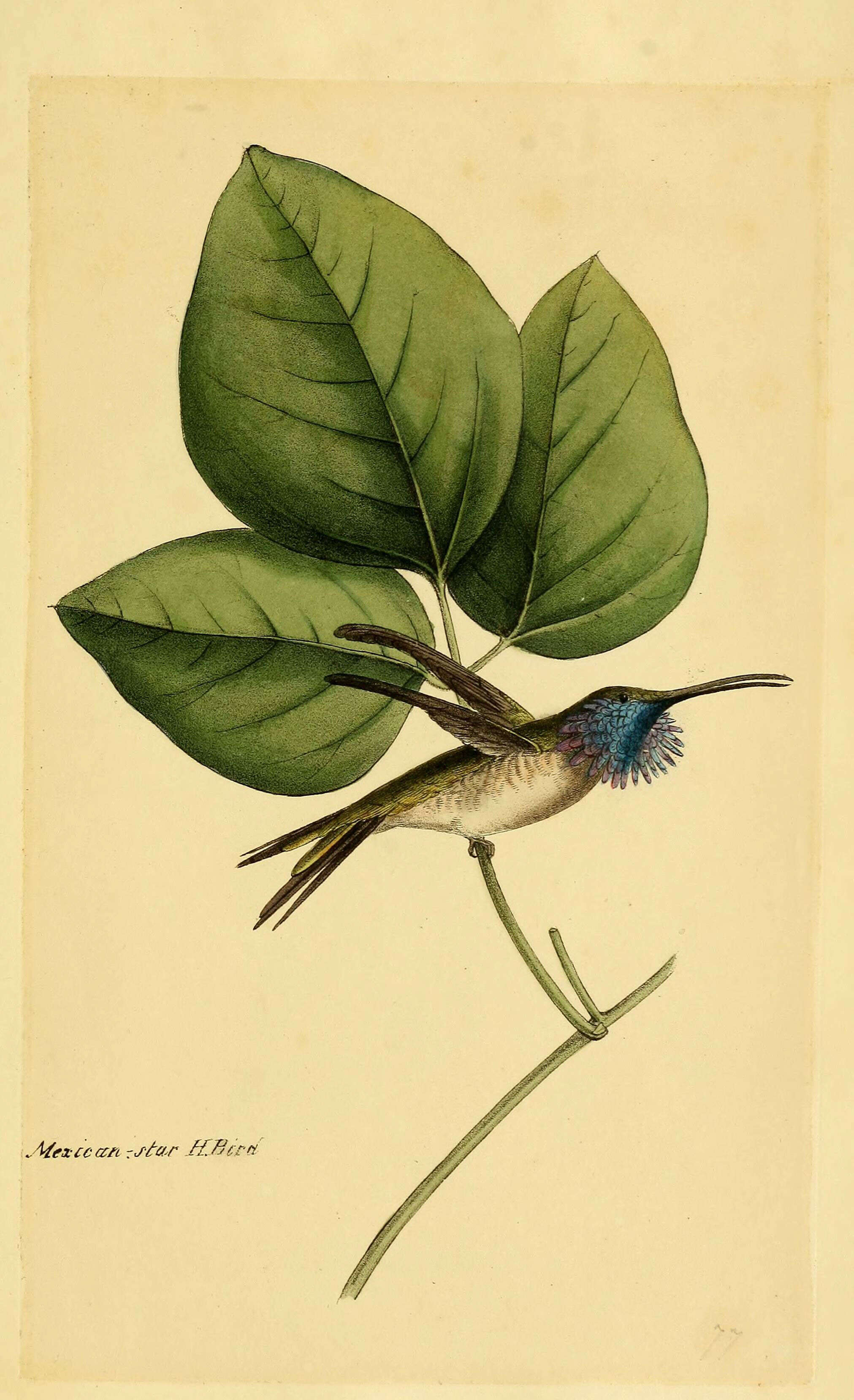 Sivun Paholaiskolibrit kuva