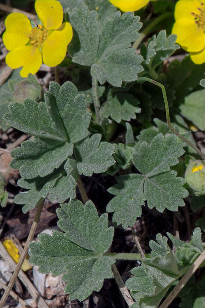 Image of Potentilla tommasiniana F. Schultz