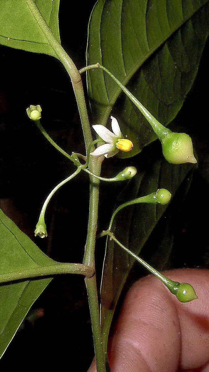 Image of Solanum bahianum S. Knapp