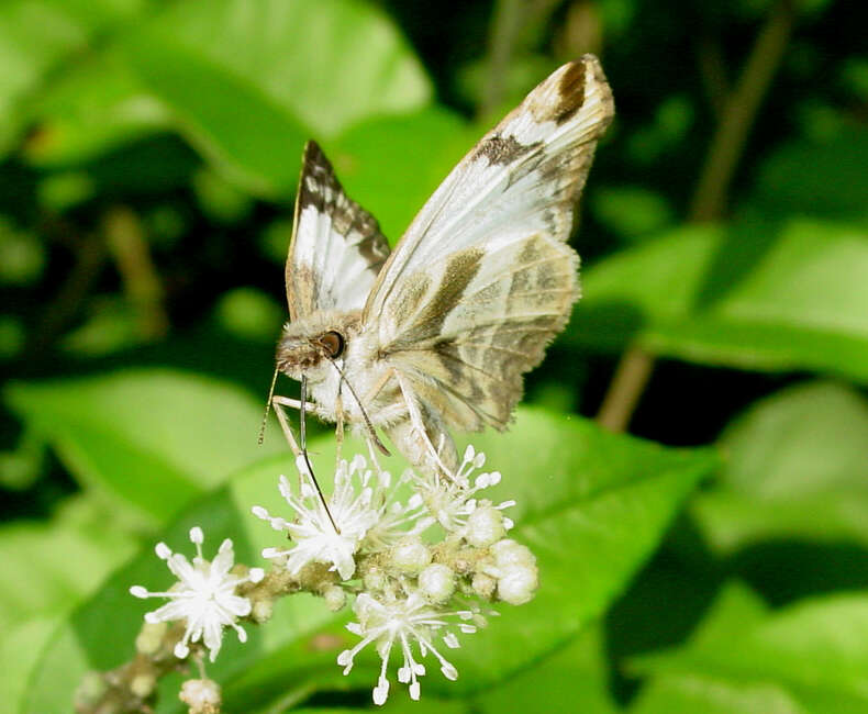Image of White-Skippers