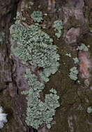 Image of flavopunctelia lichen