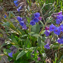 Image of Pulmonaria australis (J. Murr) W. Sauer