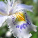 Imagem de Iris japonica Thunb.