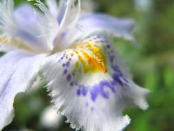 Image of Fringed iris