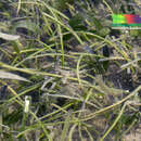 Image of Round-leaf sea grass