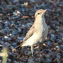 Image of Australian White-winged Triller