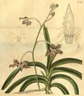 Image of Grey orchid