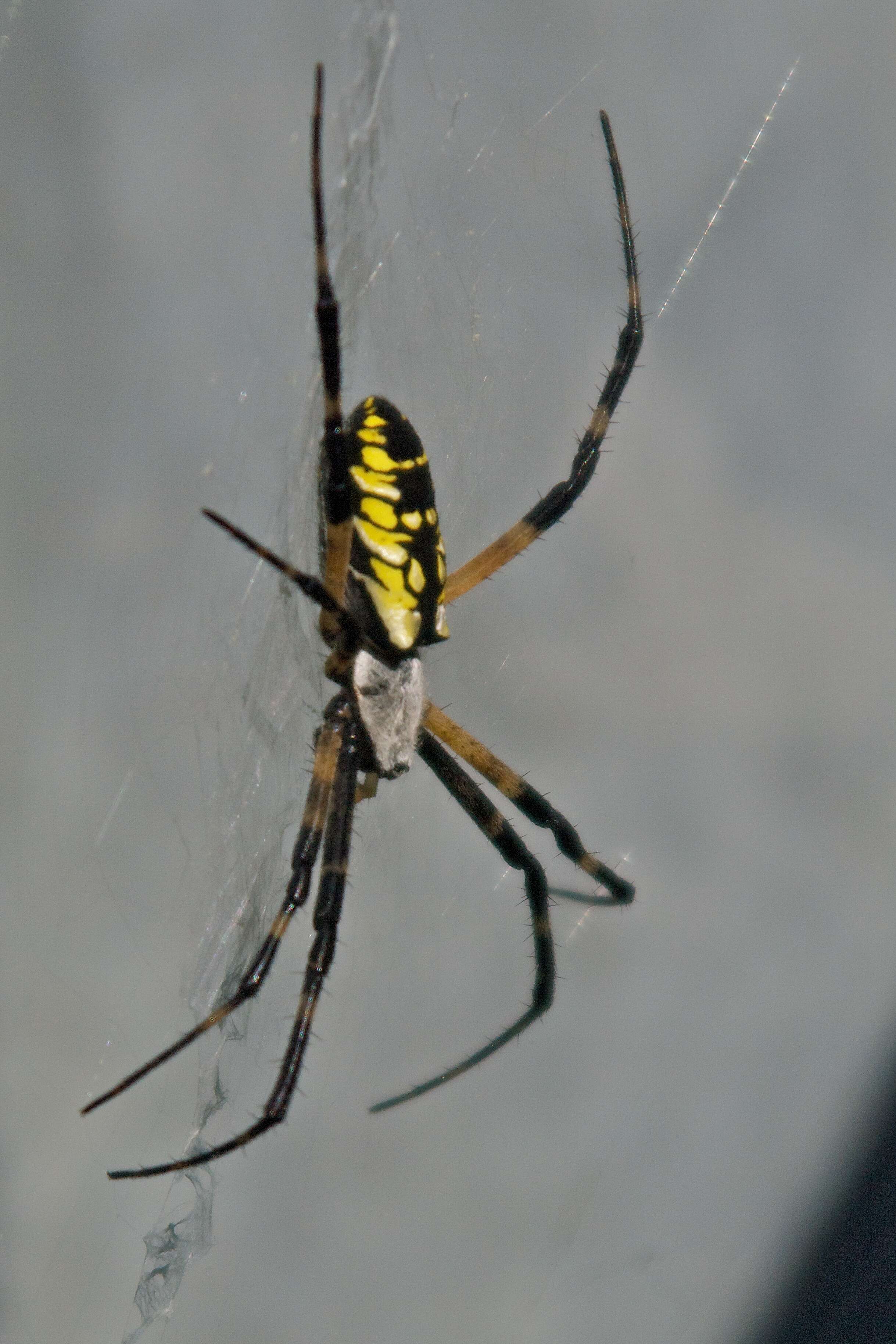 Image of Argiope