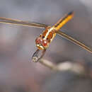 Image of Golden-winged Skimmer