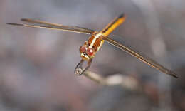 Image of Libellula Linnaeus 1758