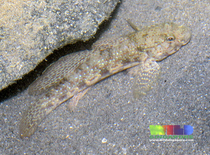 Image of Istigobius nigroocellatus