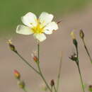 Image of Linum burkartii Mildner