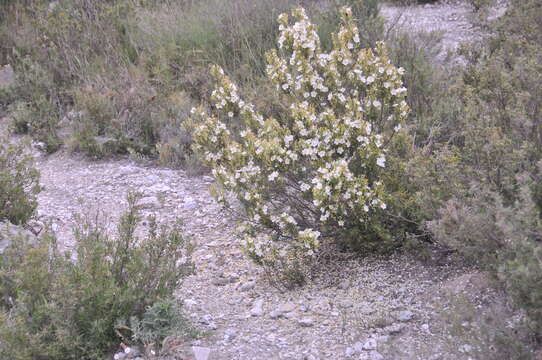 Image of Rockrose