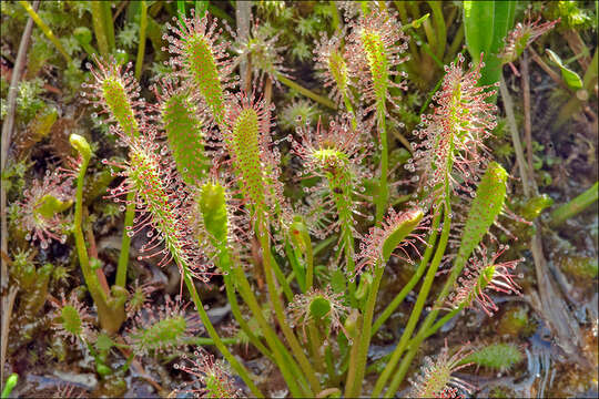 Image of Great Sundew