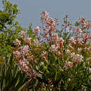 Image of flyweed