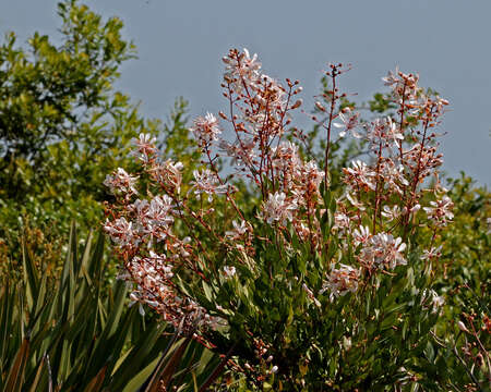 Image of flyweed