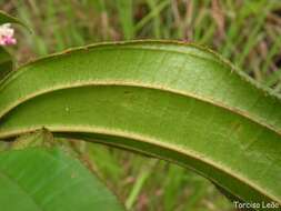 Слика од Miconia ciliata (L. Rich.) DC.