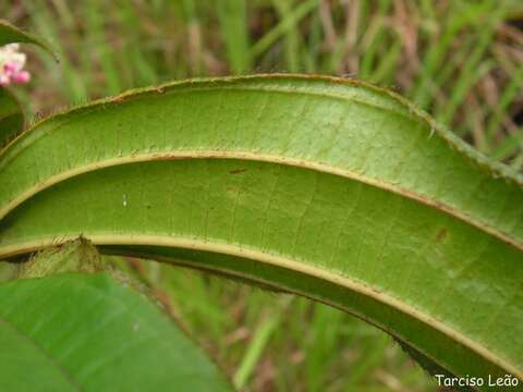 Image of Miconia ciliata (L. Rich.) DC.