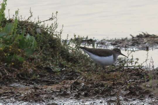 Image of Common Sandpiper