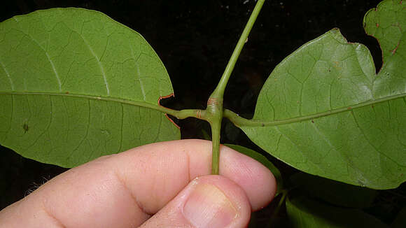 Image of Cissus coccinea Mart. ex Planch.