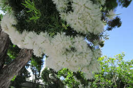 Image of cajeput tree