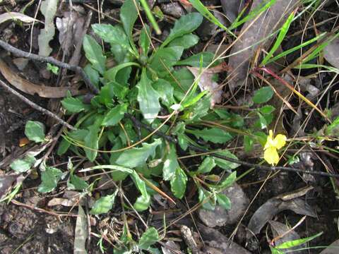 Image of Goodenia geniculata R. Br.