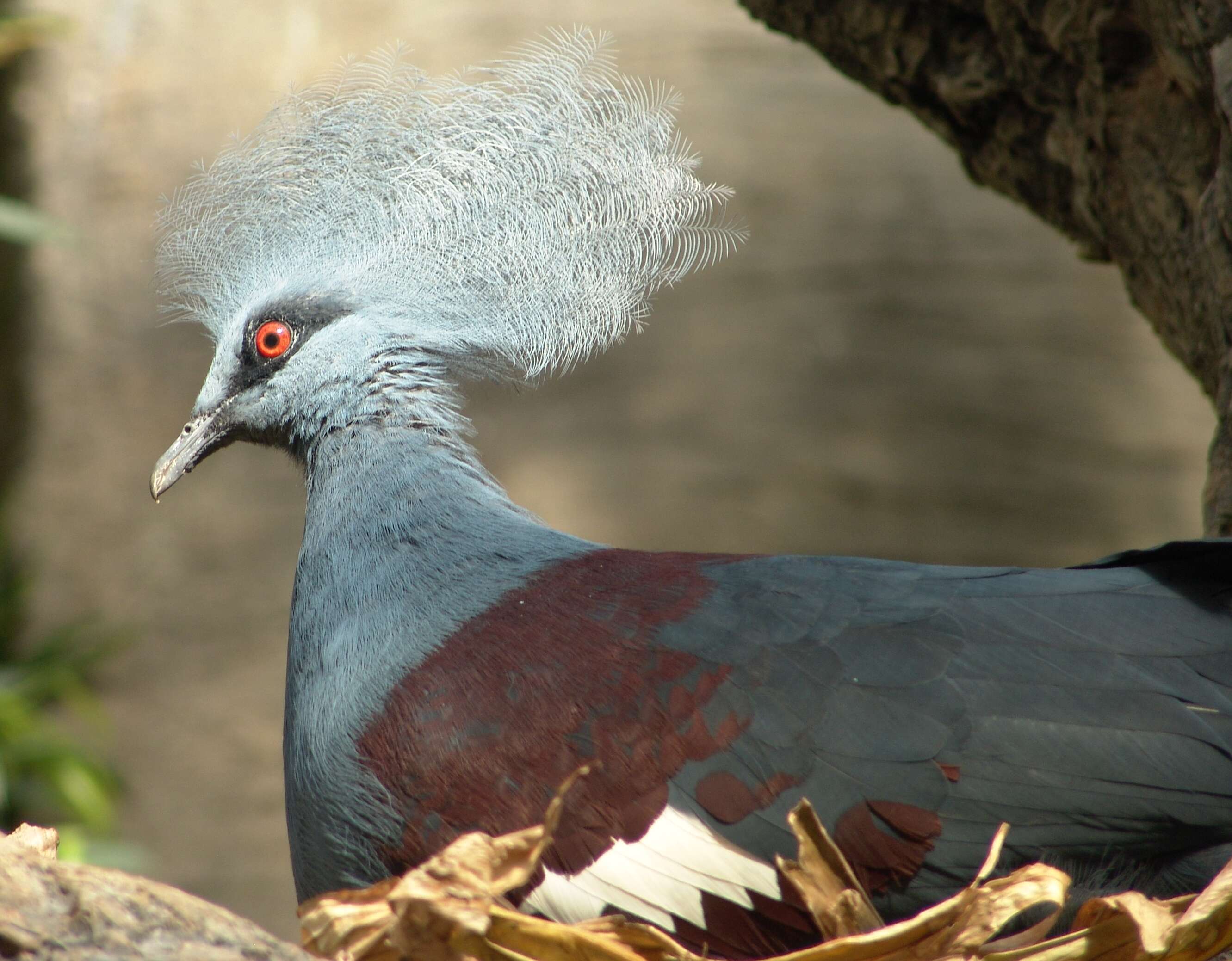 Image of Blue Crowned-pigeon