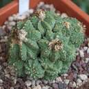 Image of Aztec Cactus