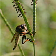 صورة Promachus rufipes (Fabricius 1775)