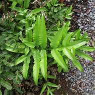 Image of brake fern