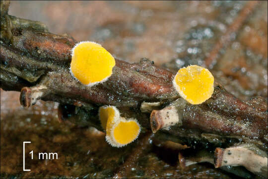 Lachnellula splendens (J. Schröt.) Baral & Matheis 2000 resmi