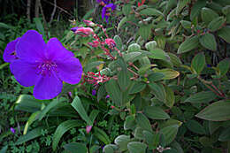 Imagem de Tibouchina urvilleana (DC.) Cogn.