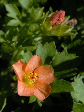 Image of bristlemallow