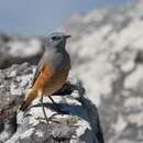 Image of Sentinel Rock Thrush