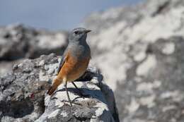 Image of Rock thrush