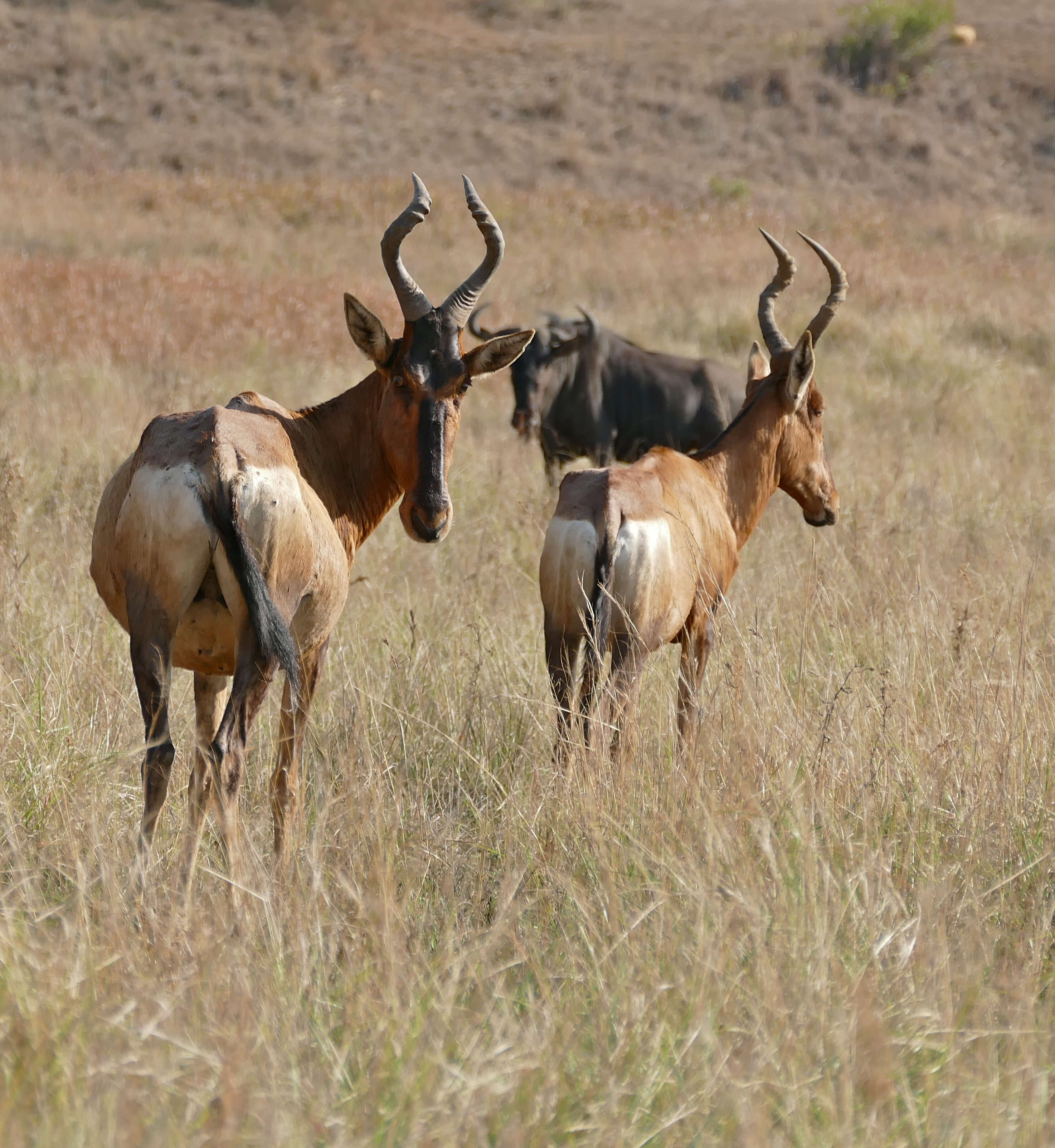 Image of Hartebeest