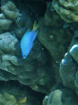 Image of Blue damsel